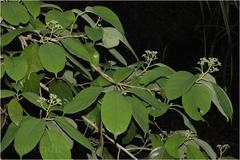 Mastixia arborea subsp. arborea